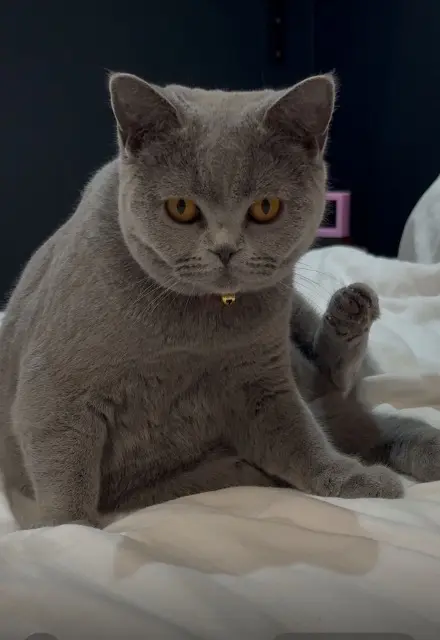 chatte lost   65360 Saint-Martin Minette