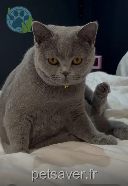 gata perdida 65360 Saint-Martin Minette gata lost 65360 Saint-Martin Minette