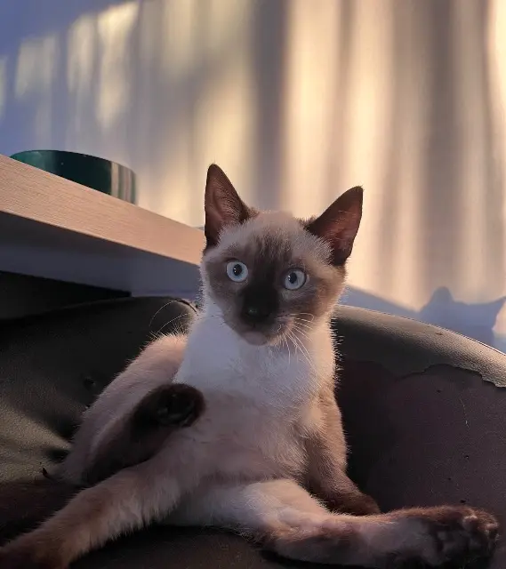 chatte lost   65430 Soues Moon