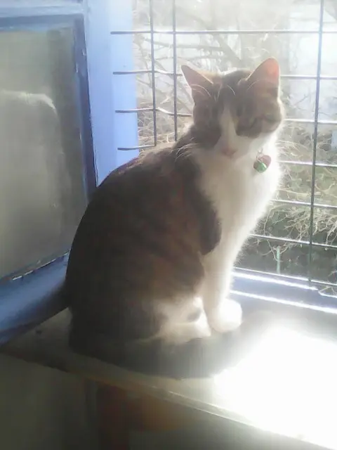 chatte lost   65380 Lamarque-Pontacq Moumi