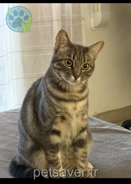 chatte lost 65460 Bazet Mya