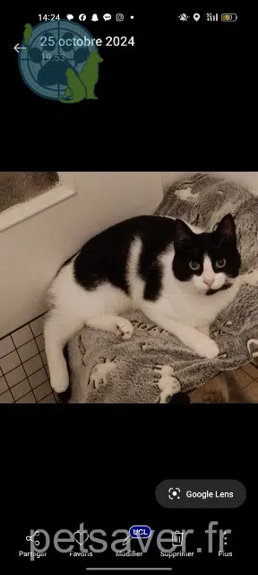 gata lost   65000 Tarbes Oreo