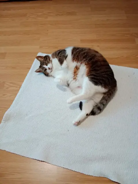 chatte lost   65310 Laloubère Praline