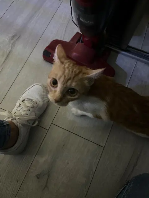 chatte lost   65000 Tarbes Princesse