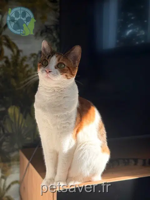 cat lost 65460 Bazet Sheila cat lost 65460 Bazet Sheila