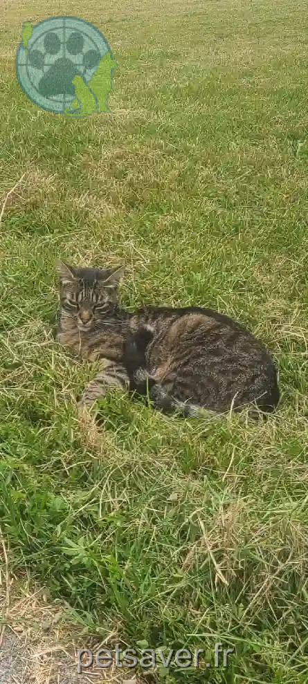 Chatte Perdue 65 Hautes-Pyrénées - Tartine Chatte Perdue 65 Hautes-Pyrénées - Tartine