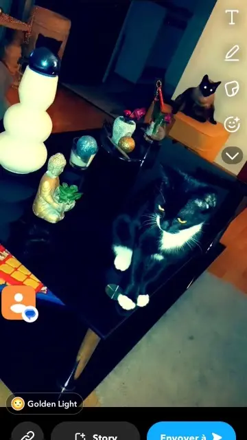 chatte lost   65100 Lourdes Tina