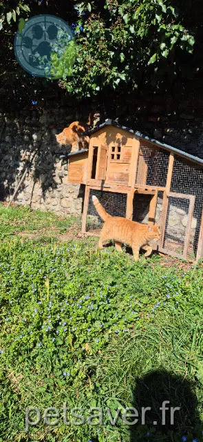 chatte lost   65380 Azereix Virgule