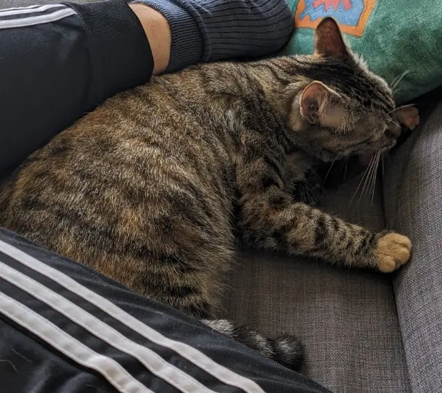 chatte lost   65000 Tarbes Youka