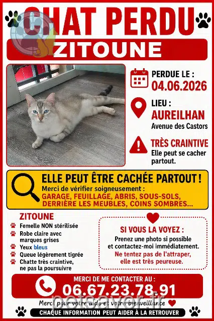 chatte lost   65800 Aureilhan Zitoune