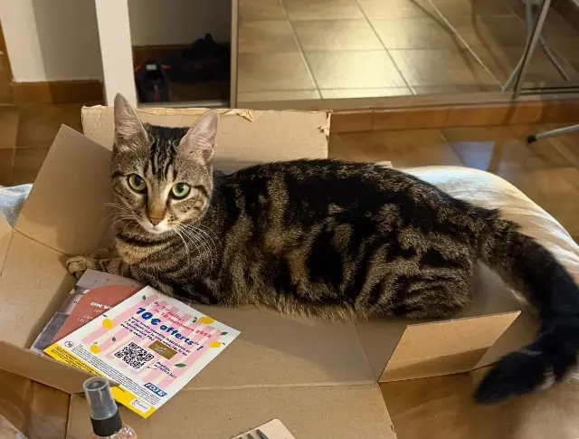 chatte lost   66300 Trouillas Aria