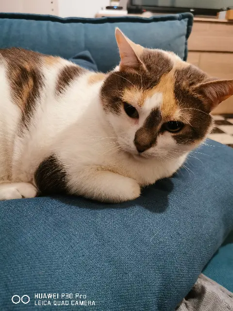 chatte lost   66350 Toulouges Ayamie