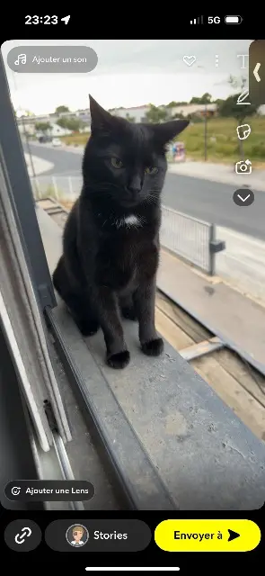 chatte lost   66210 Bolquère Baggy ou Mimi