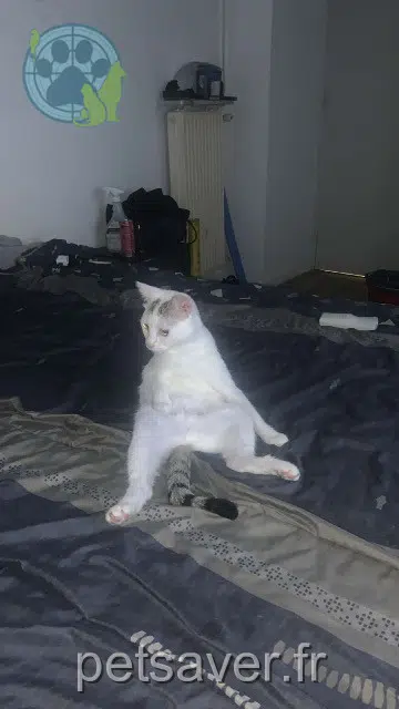 chatte lost   66600 Rivesaltes Baki