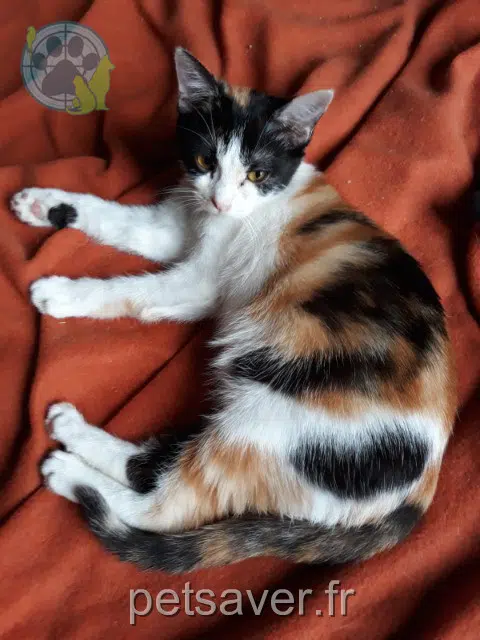 chatte lost 66350 Toulouges Barbouille
