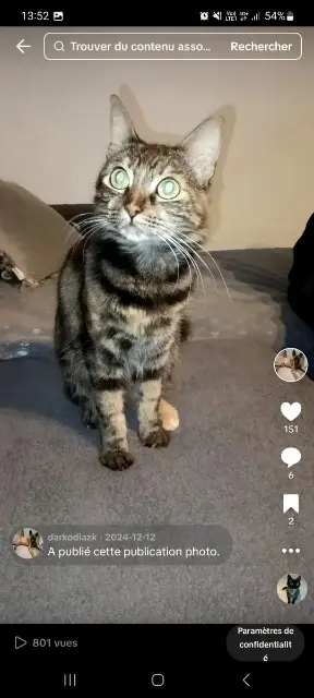 chatte lost   66750 Saint-Cyprien Bella