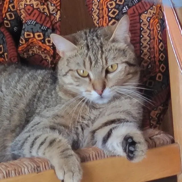 chatte lost   66420 Le Barcarès Bella