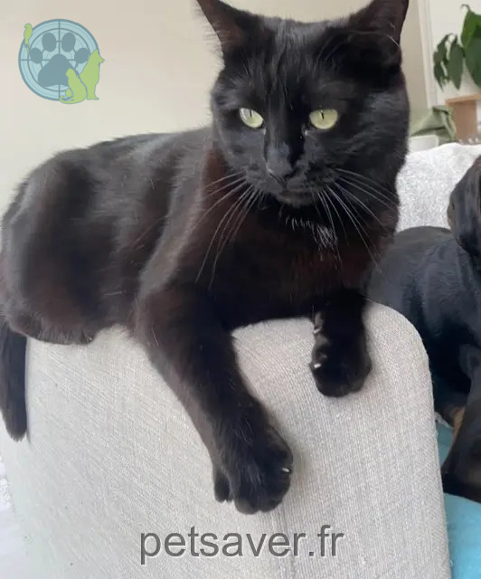 gata perdida 66270 Le Soler Bibi gata lost 66270 Le Soler Bibi