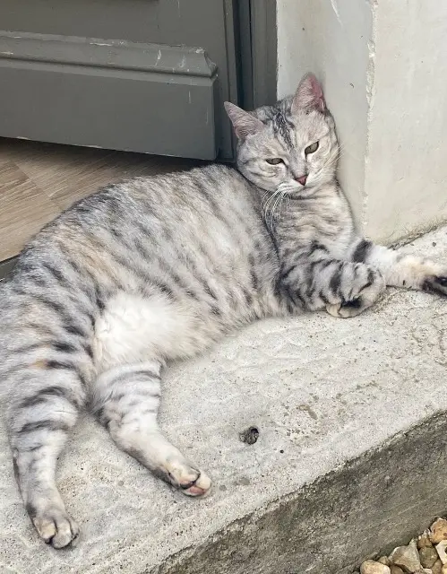 chatte lost   66600 Peyrestortes Bénédicte
