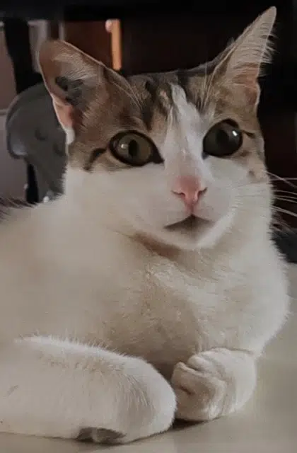 chatte lost   66200 Théza Chatouille