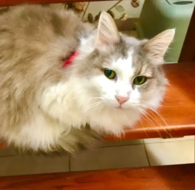 chatte lost   66660 Port-Vendres Crebis