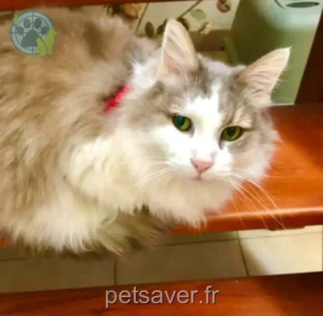 chatte perdue 66660 Port-Vendres Crebis chatte lost 66660 Port-Vendres Crebis