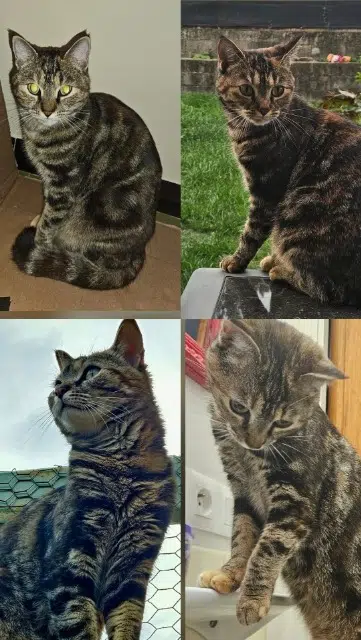 chatte lost   66480 Maureillas-las-Illas Gaia