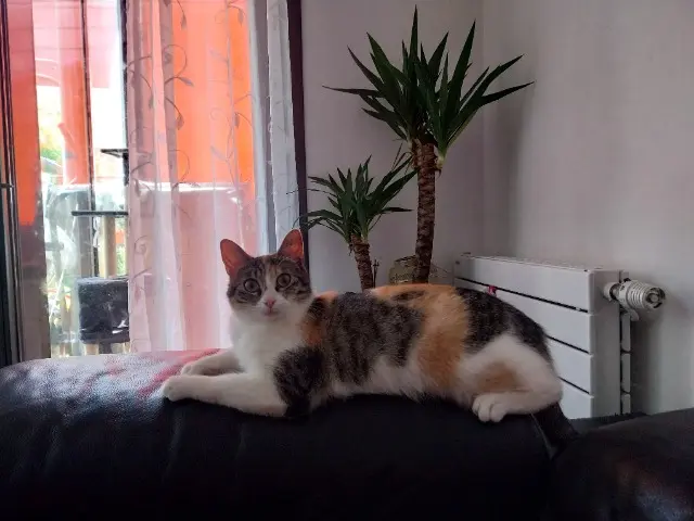 chatte lost   66470 Sainte-Marie-la-Mer Gazelle