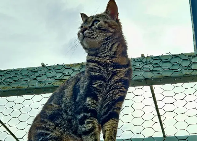 chatte lost   66480 Maureillas-las-Illas Gaïa