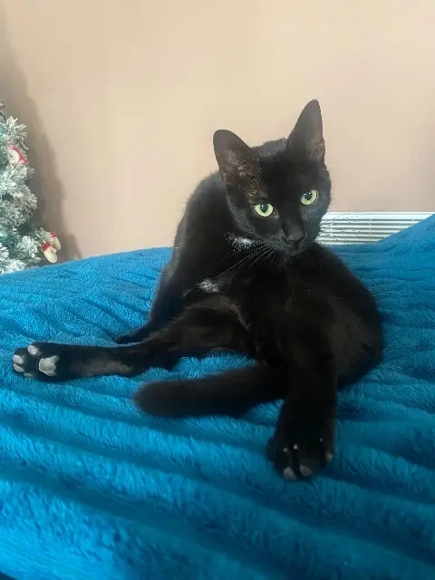 chatte lost   66600 Rivesaltes Héra