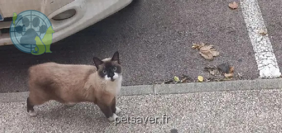 Chatte Perdue 66 Pyrénées-Orientales - Isis Chatte Perdue 66 Pyrénées-Orientales - Isis