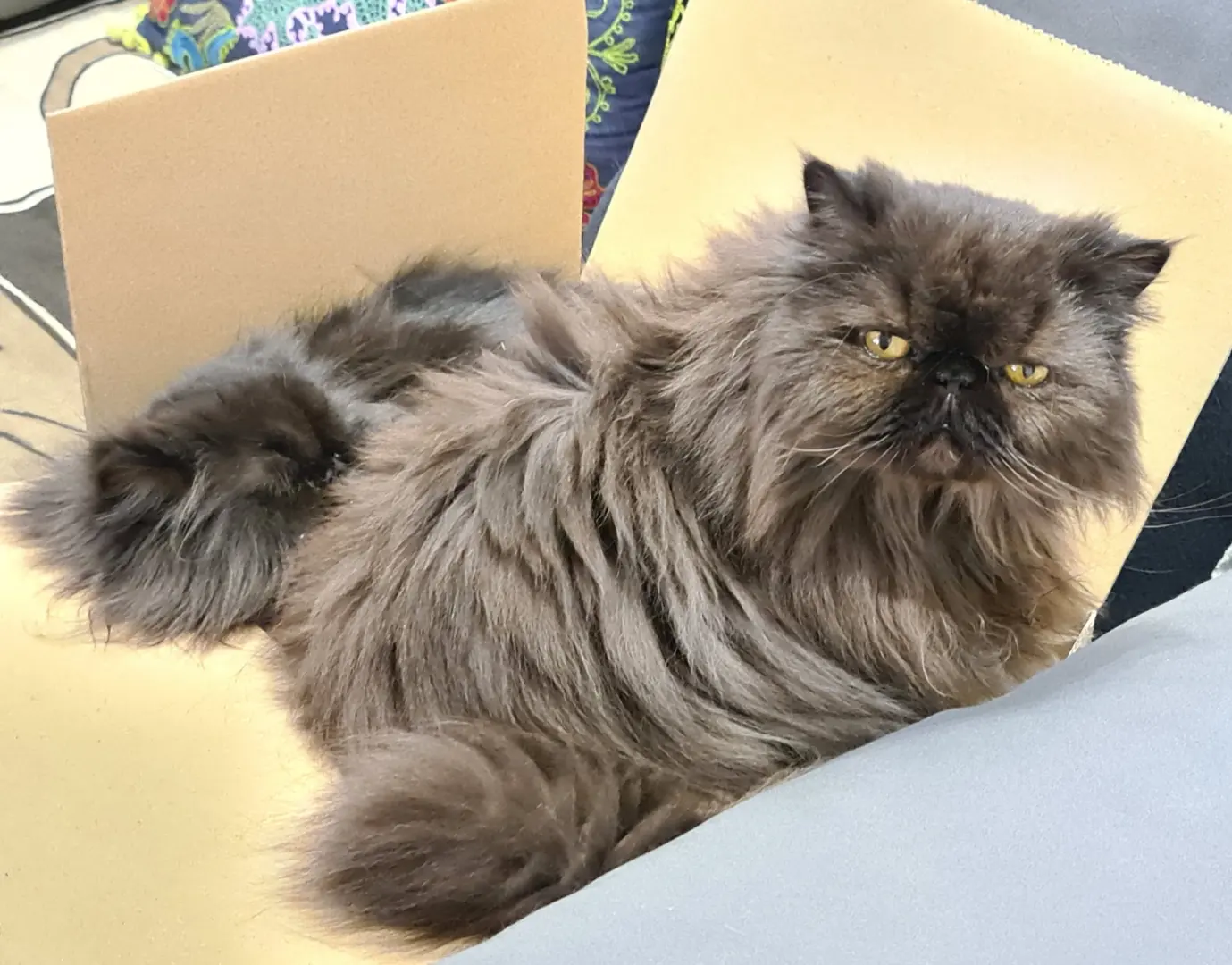 Chatte Perdue 66 Pyrénées-Orientales - Isis Chatte Perdue 66 Pyrénées-Orientales - Isis
