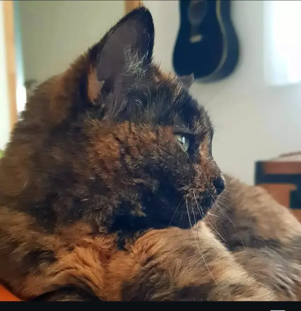 chatte lost   66320 Rigarda Java