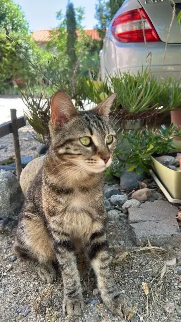 chatte lost   66600 Peyrestortes Julia