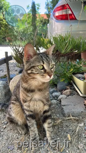 Katze vermisst 66600 Peyrestortes Julia Katze lost 66600 Peyrestortes Julia