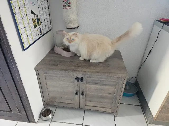 chatte lost   66750 Saint-Cyprien Kelly