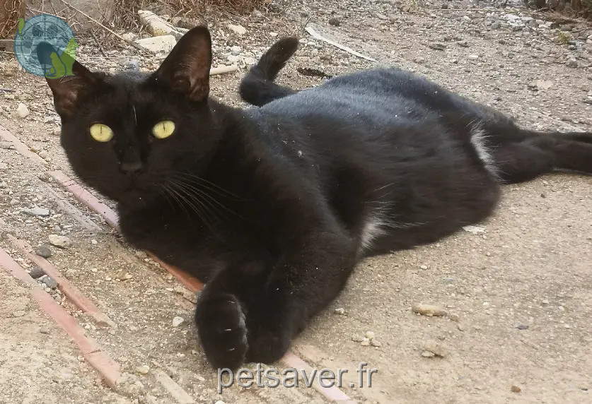Chatte Perdue 66 Pyrénées-Orientales - Kiara Chatte Perdue 66 Pyrénées-Orientales - Kiara