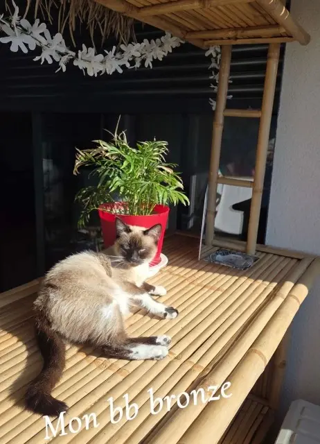 chatte lost   66470 Sainte-Marie-la-Mer Lady