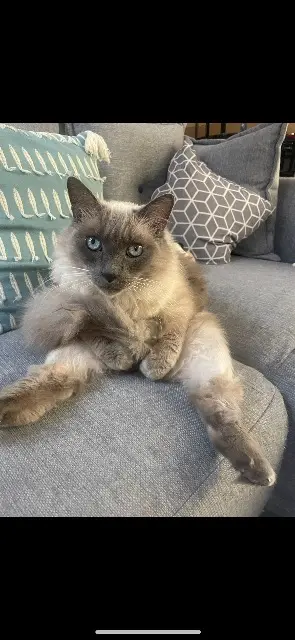 chatte lost   66600 Espira-de-l'Agly Lilo