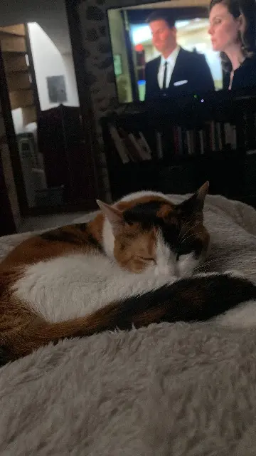 chatte lost   66170 Saint-Féliu-d'Avall Luna