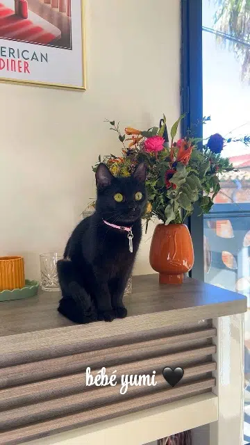 chatte lost   66530 Claira Melodie