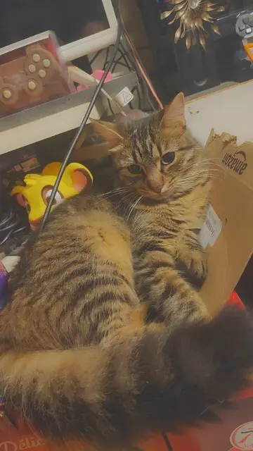 chatte lost   66700 Argelès-sur-Mer Mew