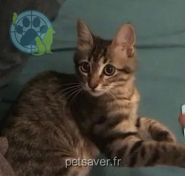 Chatte Perdue 66 Pyrénées-Orientales - Mia Chatte Perdue 66 Pyrénées-Orientales - Mia
