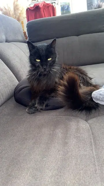 chatte lost   66300 Terrats Mia