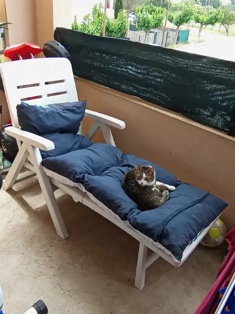 chatte lost   66600 Espira-de-l'Agly Mini