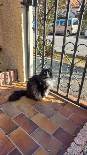 chatte lost   66200 Corneilla-del-Vercol Minou