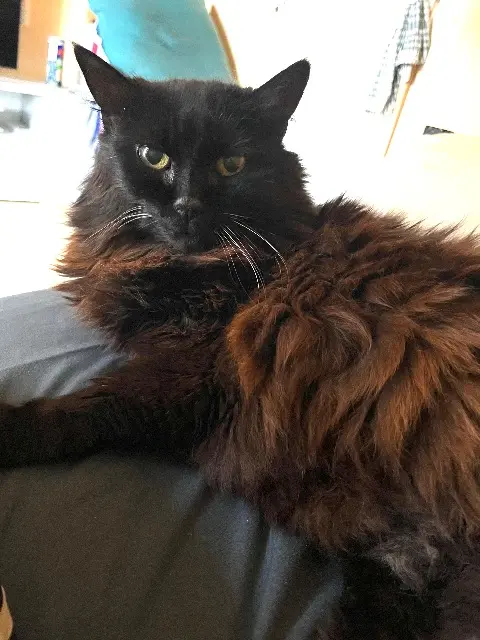 chatte lost   66700 Argelès-sur-Mer Minouchette