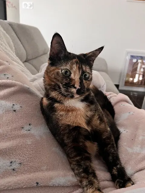 chatte lost   66410 Villelongue-de-la-Salanque Miyo