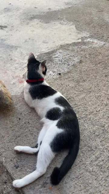 chatte lost   66300 Thuir Molly
