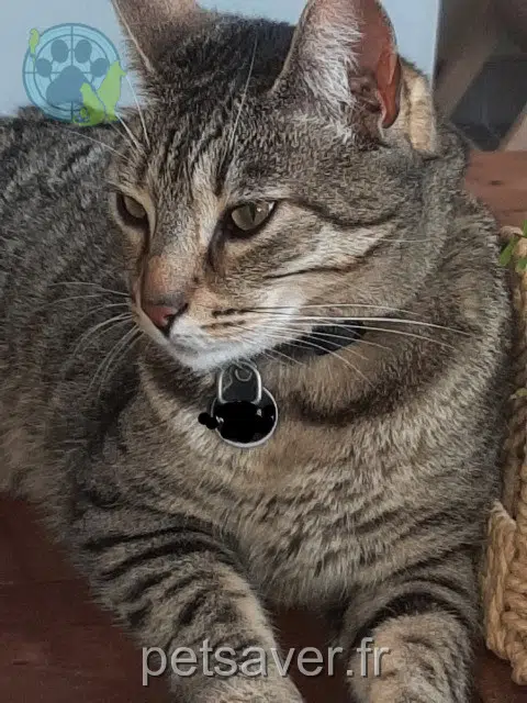 kat vermist 66570 Saint-Nazaire Moon kat lost 66570 Saint-Nazaire Moon